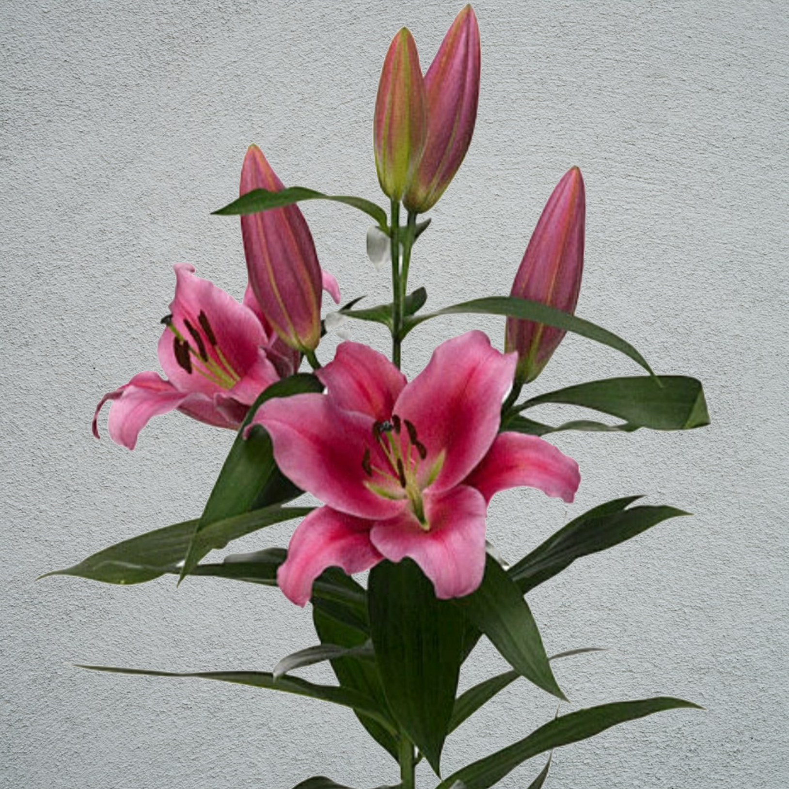 Lily Oriental - Pink