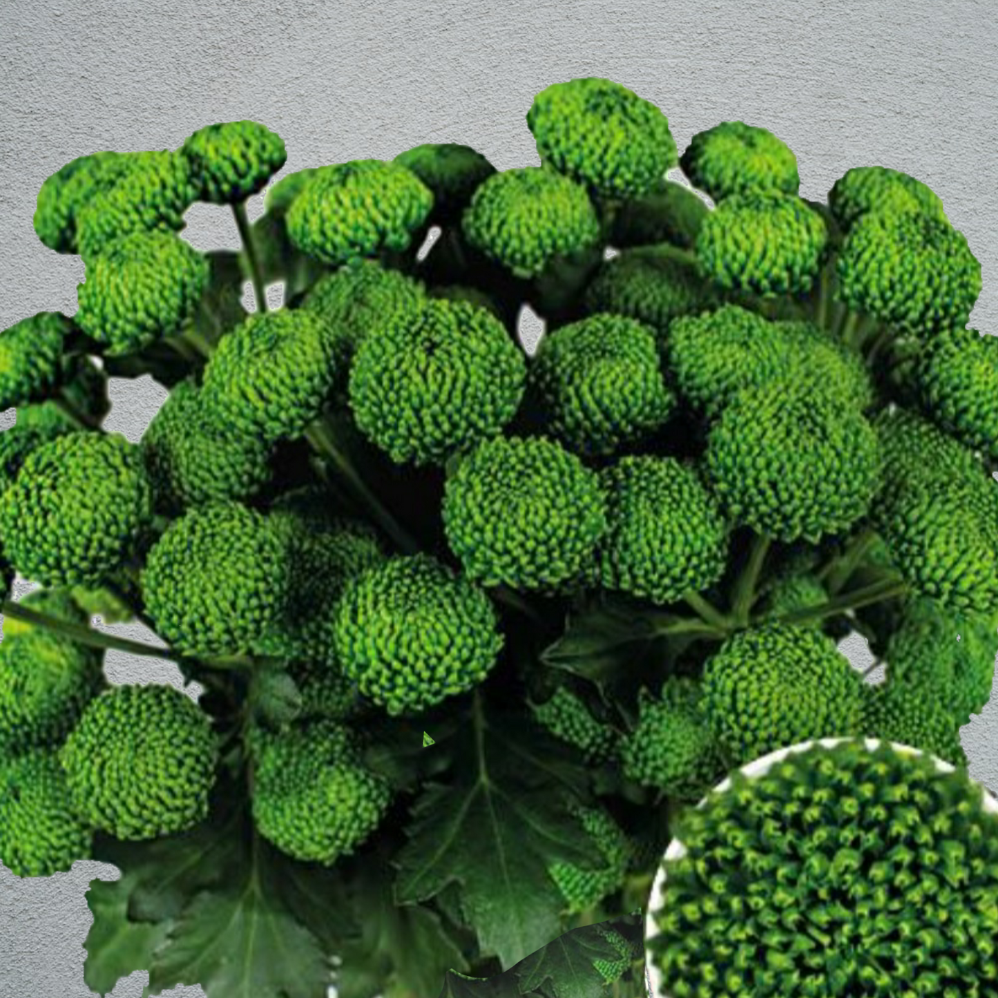 Chrysanthemum Deligreen (Kermit) Bunch (70cm)(×5 Stems)