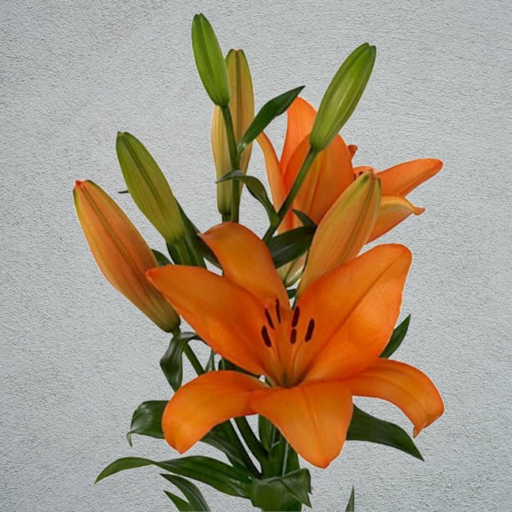 Orange lily deals