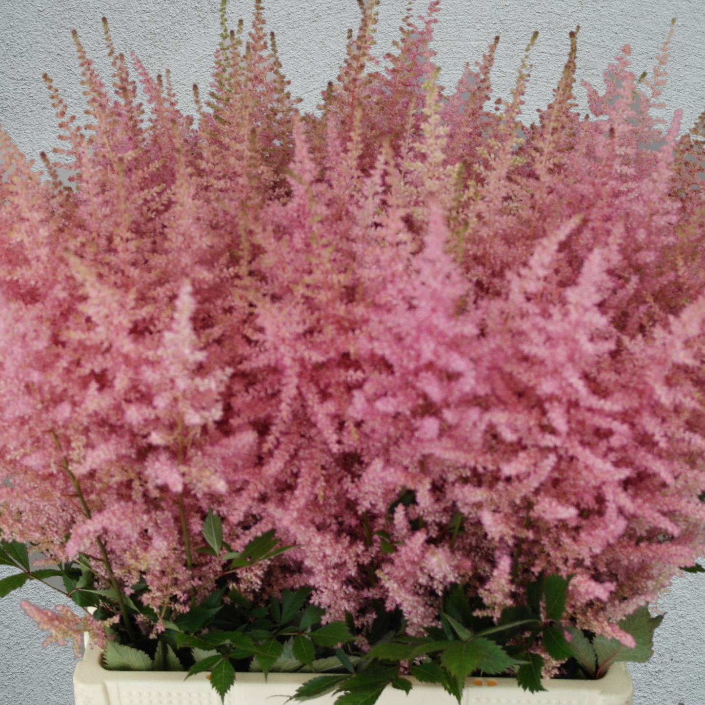 Astilbe Erika (10 Stems) (60cm+)