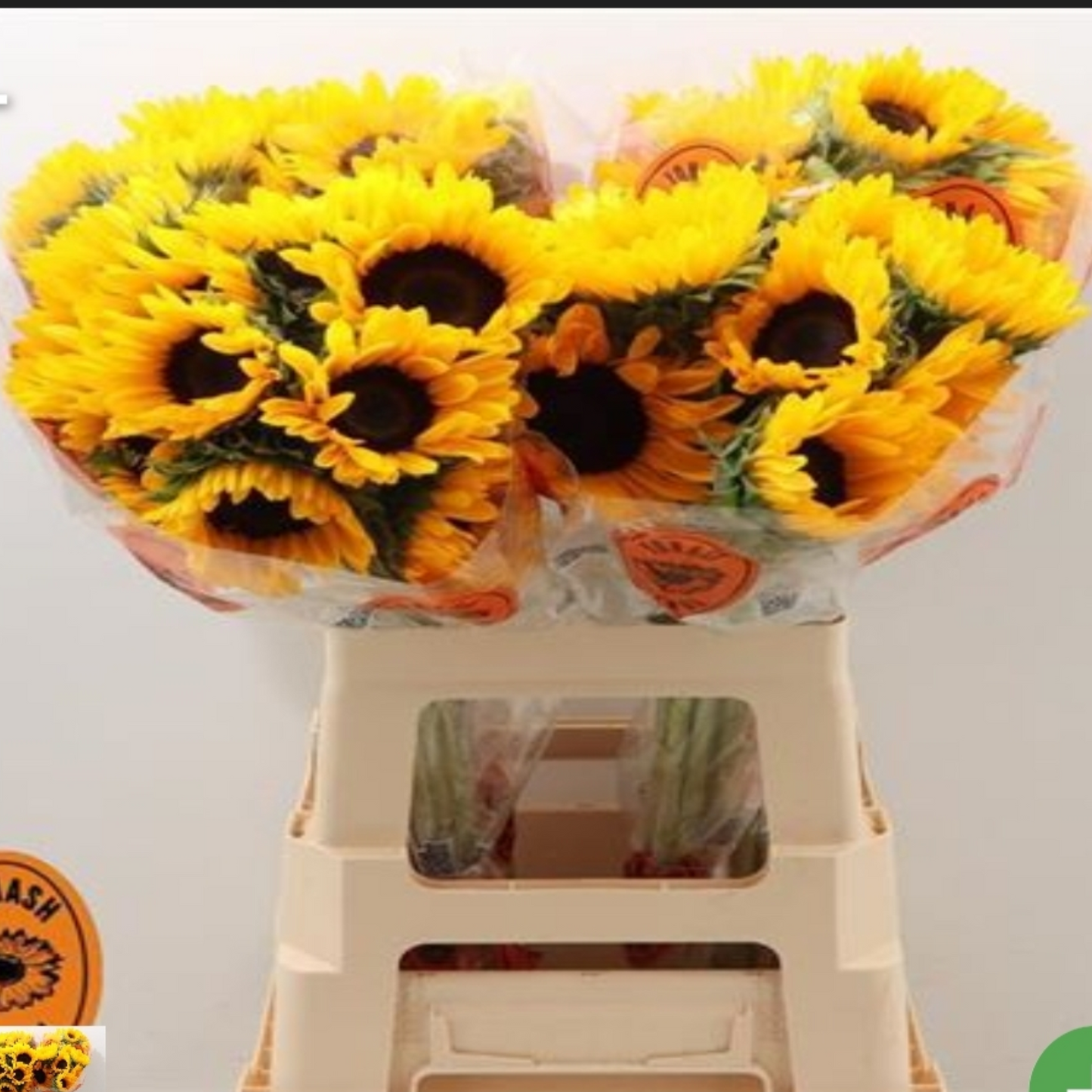 Helianthus Sunflowers (10 stems) (60+cm)