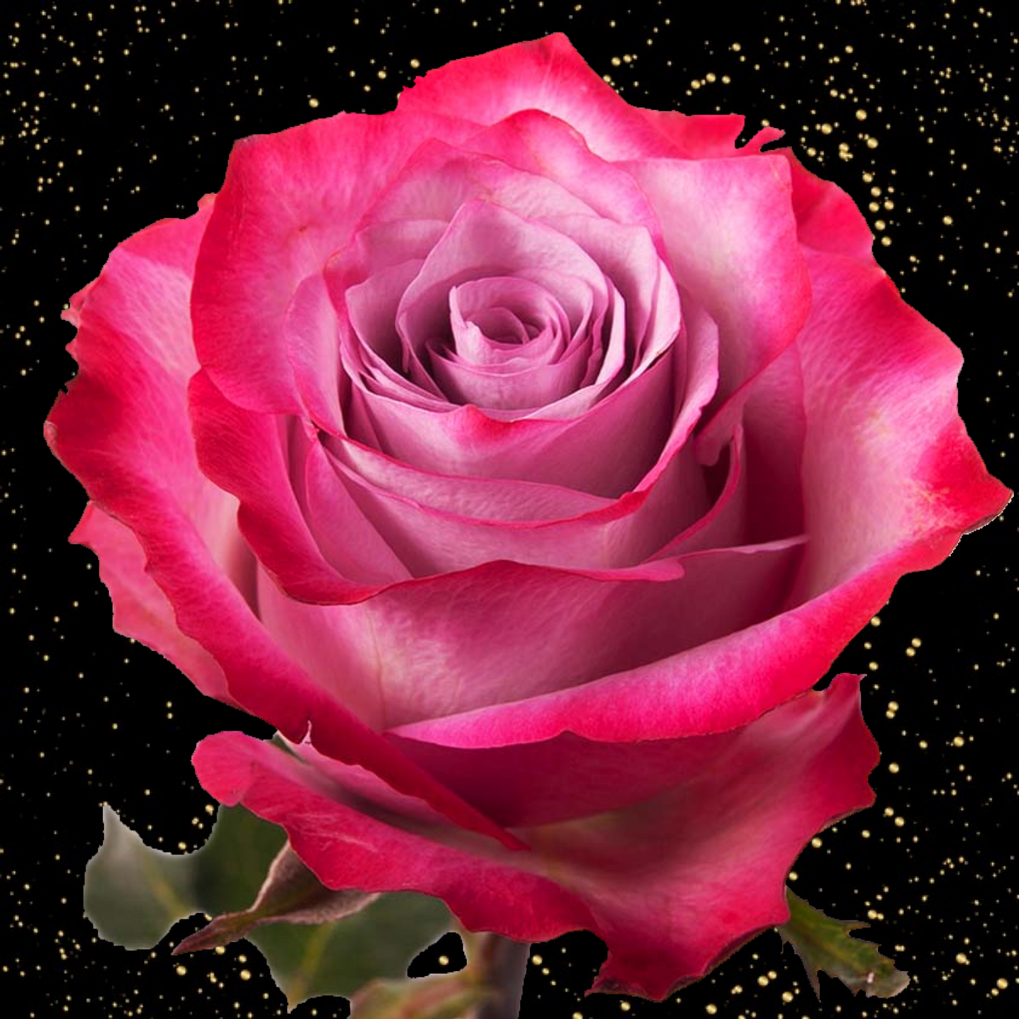 Rose Deep Purple (×10) 50-60cm