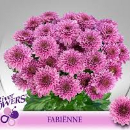 Chrysanthemum Pink Fabienne Bunch (70cm)(×5 Stems)