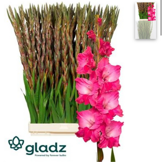 Gladiola Fairyta Pink (10 Stems) (90cm+)