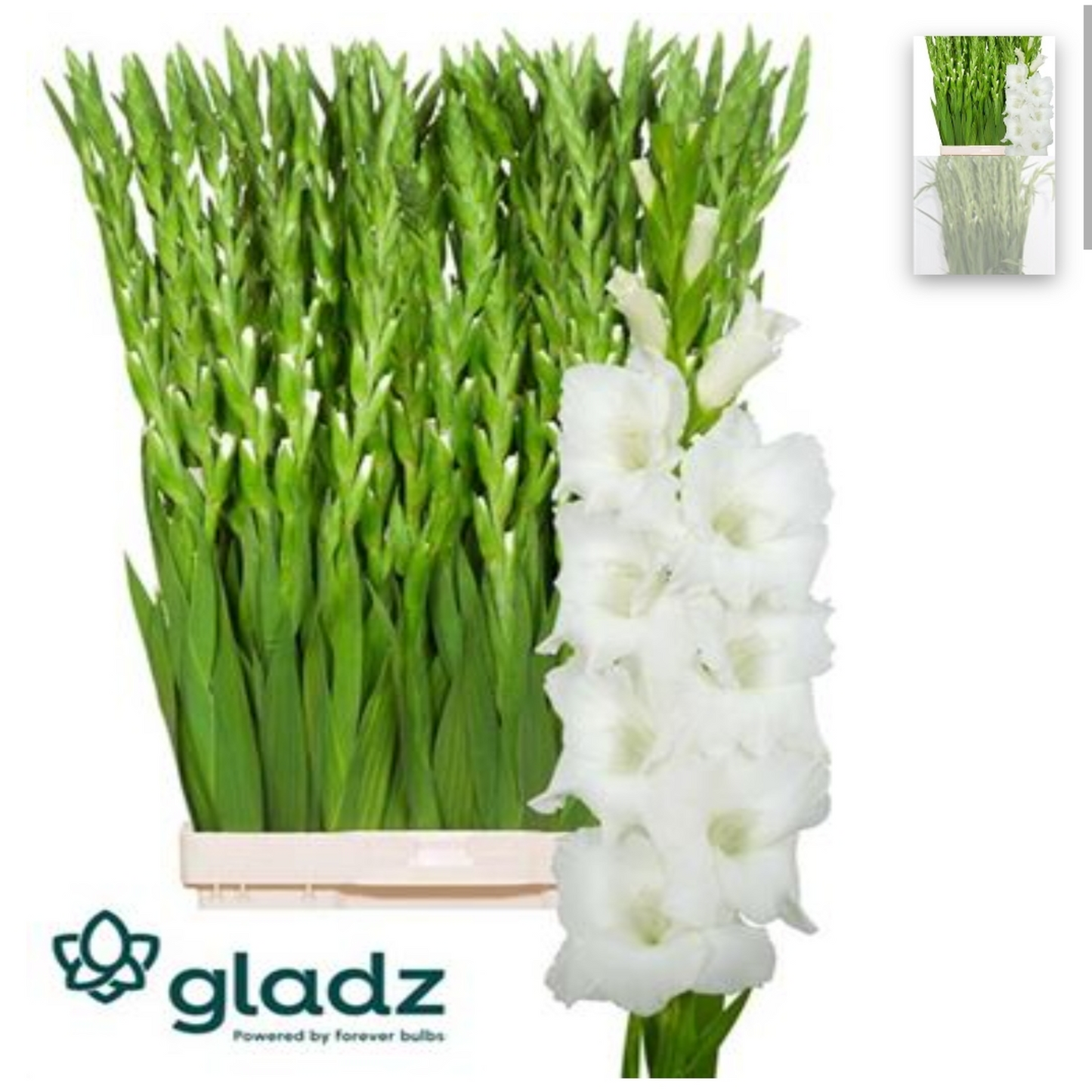 Gladiola Essential White (10 Stems) (90cm+)