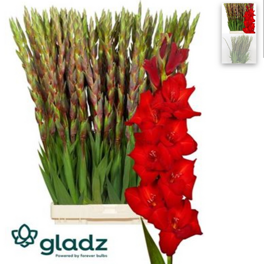 Gladiola Balance Red (10 Stems) (90cm+)