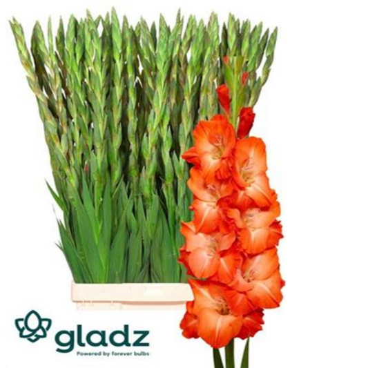 Gladiola Stormy Orange (10 Stems) (90cm+)