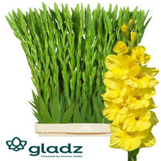 Gladiola Bra Val Yellow (10 Stems) (90cm+)