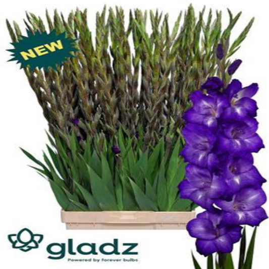 Gladiola Flora Violet (10 Stems) (90cm+)