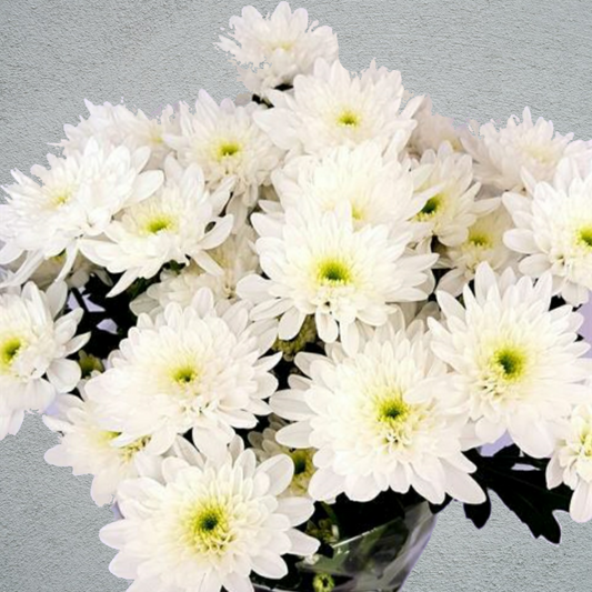 Chrysanthemum White Double Basing Flowers For Funeral Tributes (65cm)(×5 Stems)