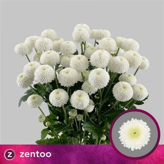 Chrysanthemum White Newton Bunch (70cm)(×5 Stems)