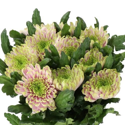 Chrysanthemum Rossano Charlotte Bloom (X10) (60-70cm)