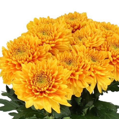 Chrysanthemum Willem Orange Bloom (X10) (60-70cm)