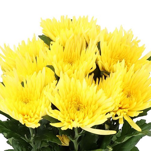 Chrysanthemum Anastasia Sunny Bloom (X10) (60-70cm)