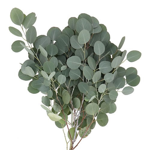 Eucalyptus Populus Bunch (300g) (60-70cm)