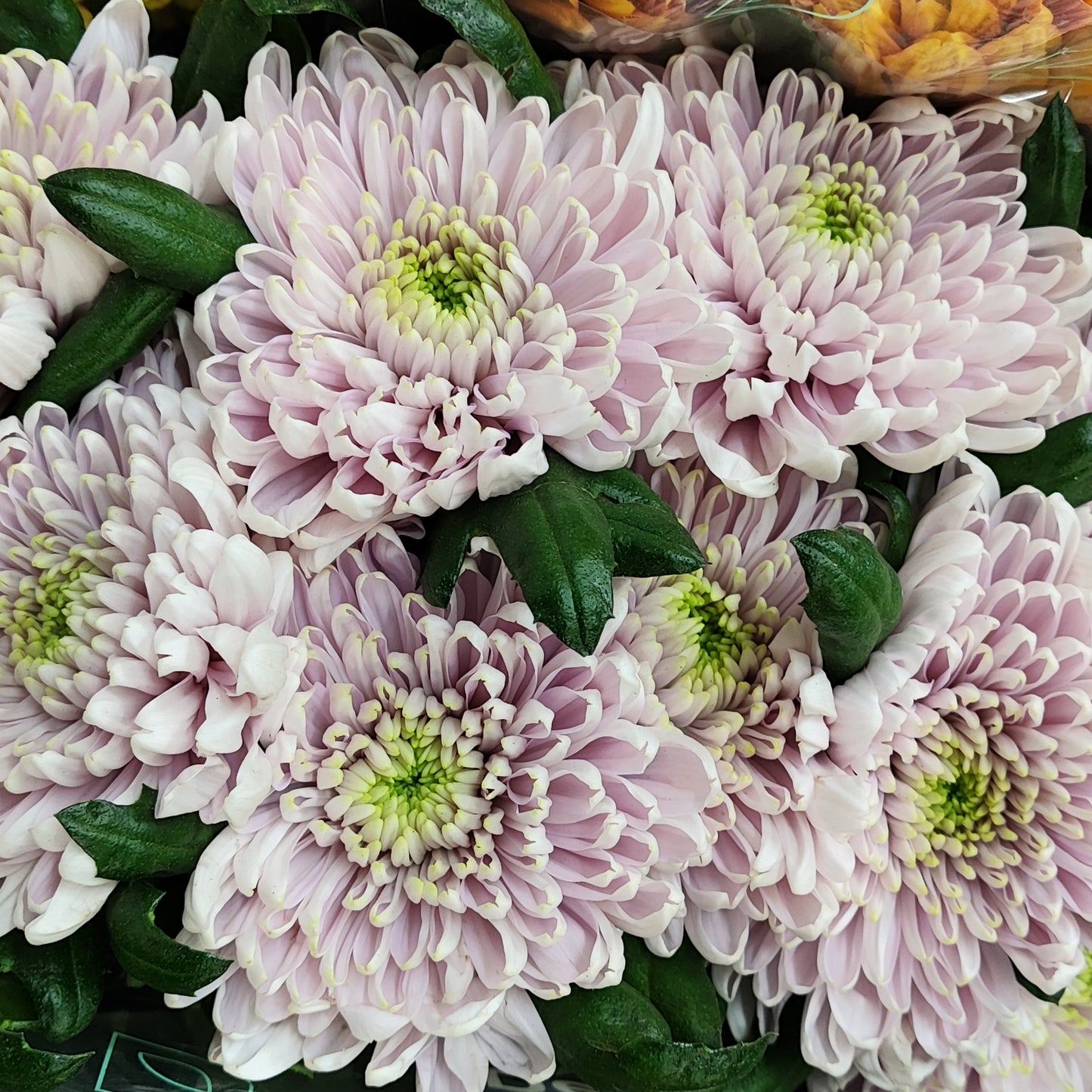 Chrysanthemum Rossano Bloom (X10) (60-70cm)