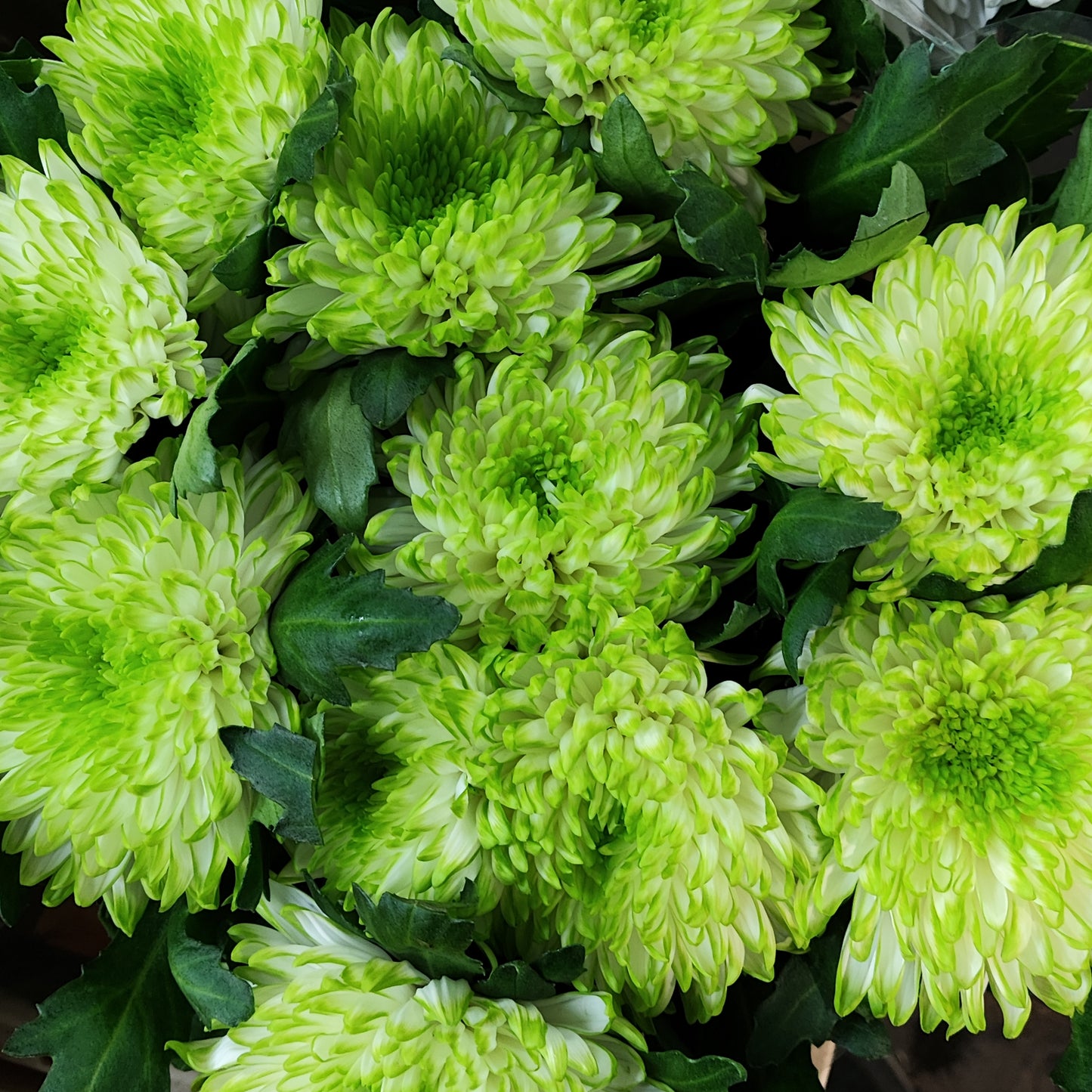 Chrysanthemum Zembla Lime Bloom (X10) (60-70cm)