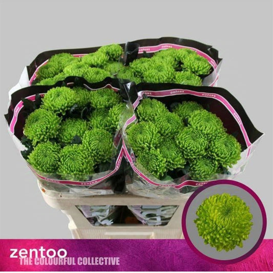 Chrysanthemum Zembla Lime Bloom (X10) (60-70cm)