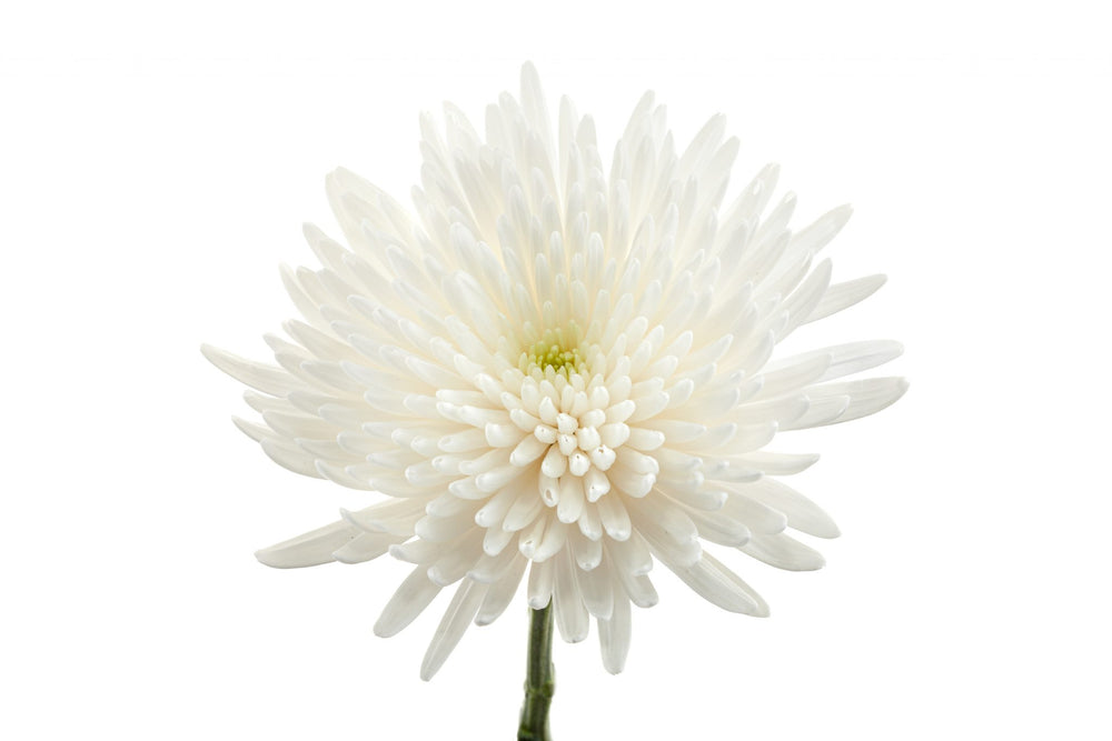Chrysanthemum Topspin Bloom (X10) (60-70cm)
