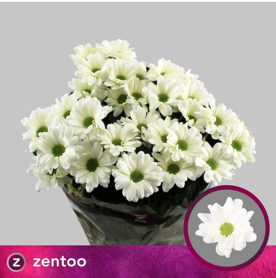 Chrysanthemum Cream Prosecco Bunch (70cm)(×5 Stems) – NS Flowers Webshop