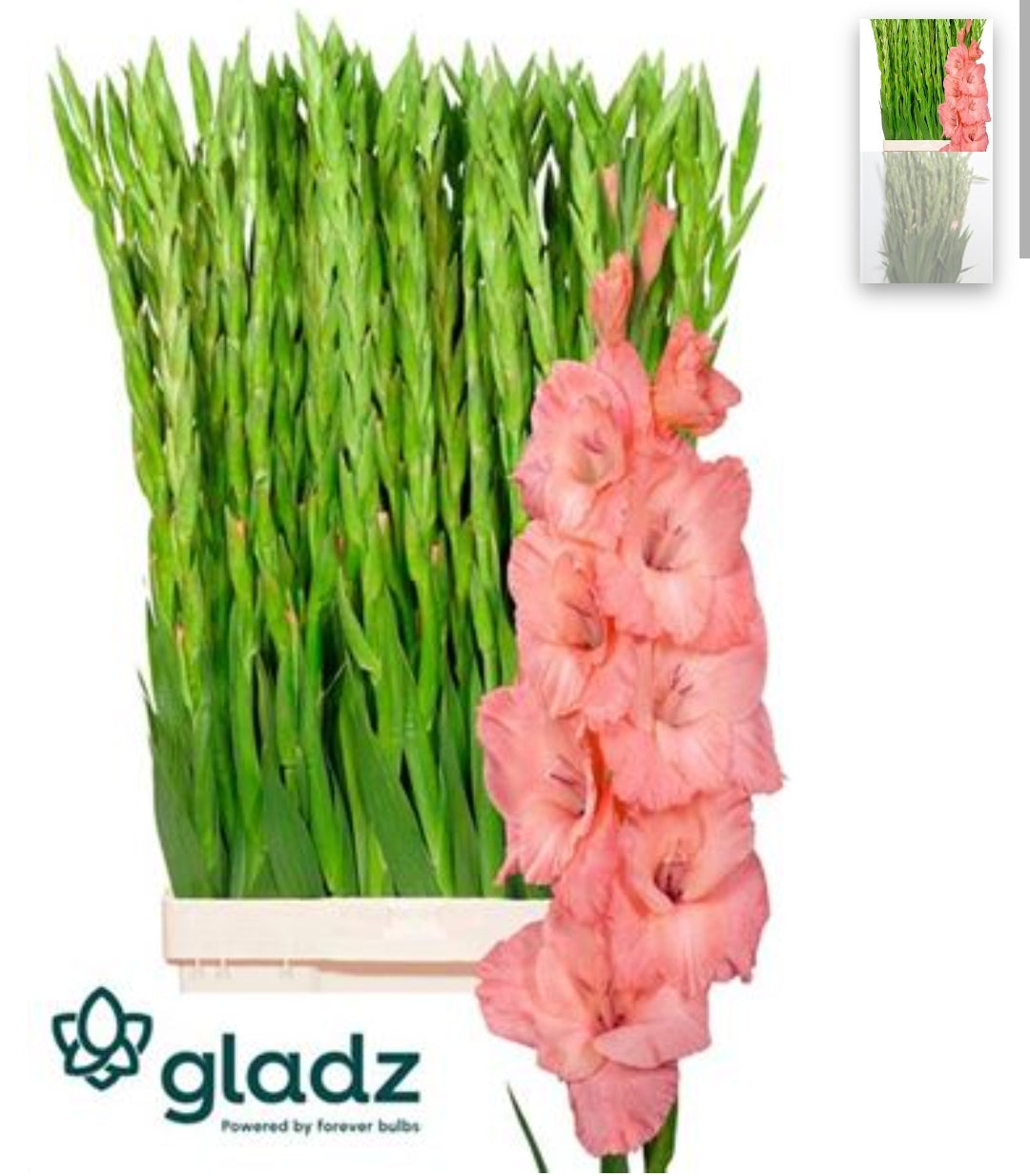 Gladiola Suger Babe Pink (10 Stems) (90cm+)