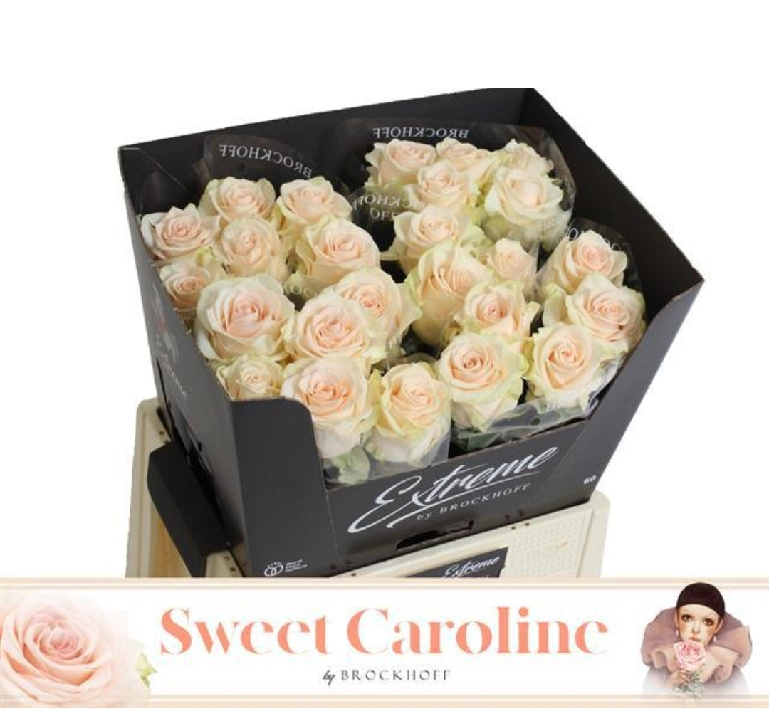 Rose Sweet Caroline Extreme (×10) 60cm