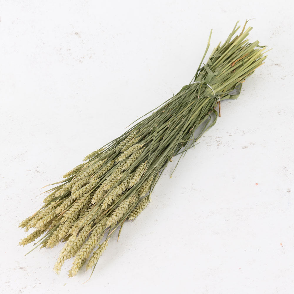 Dried Wheat Natural (100+ Stems)