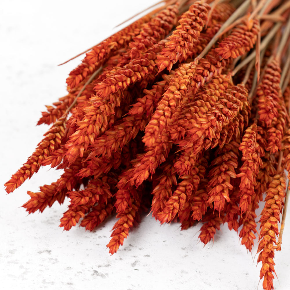 Dried Wheat Burnt Orange (100+ Stems)