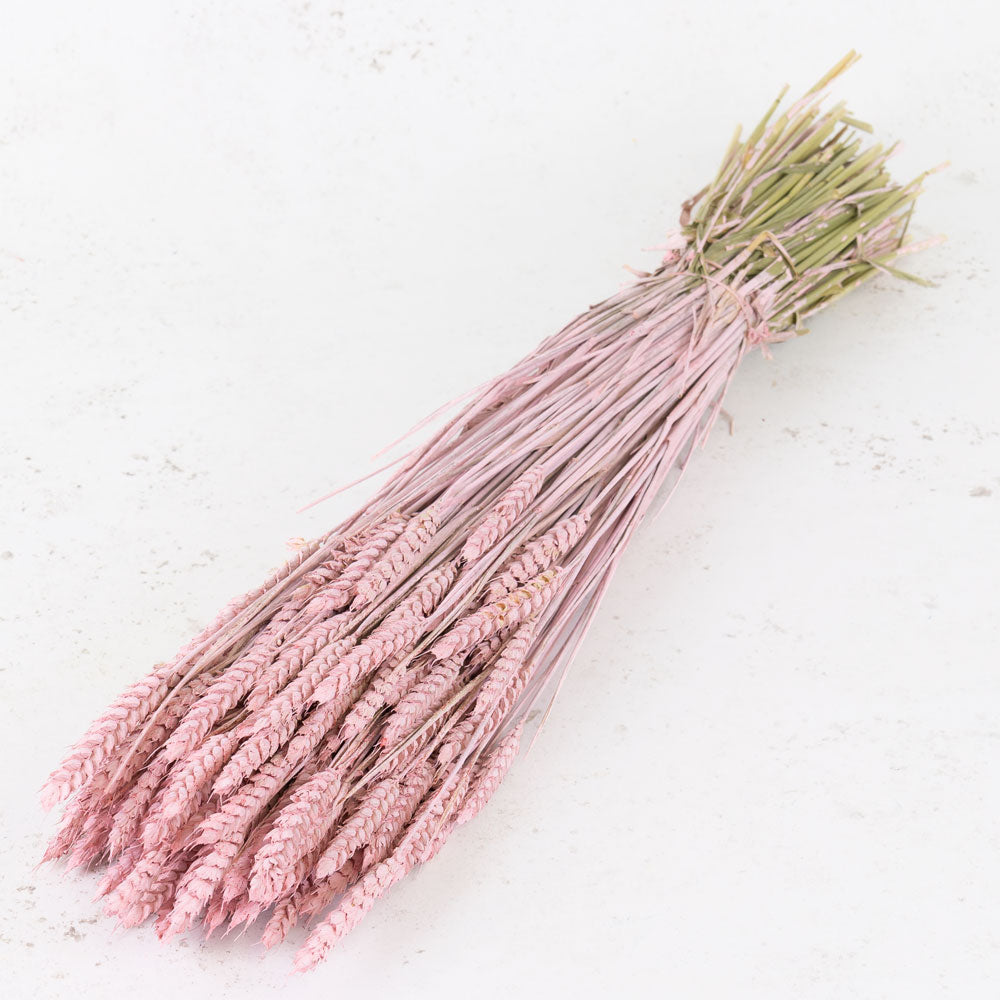 Dried Wheat Light Pink (100+ Stems)