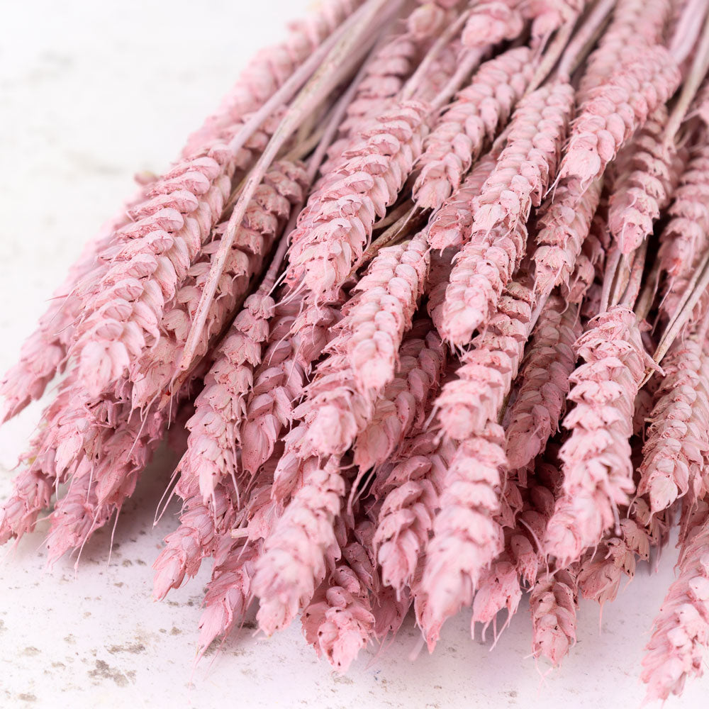 Dried Wheat Light Pink (100+ Stems)