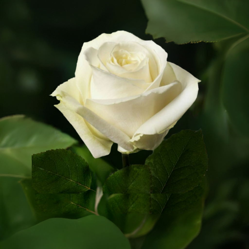 Rose Avalanche Ivory (×10) 50-60cm