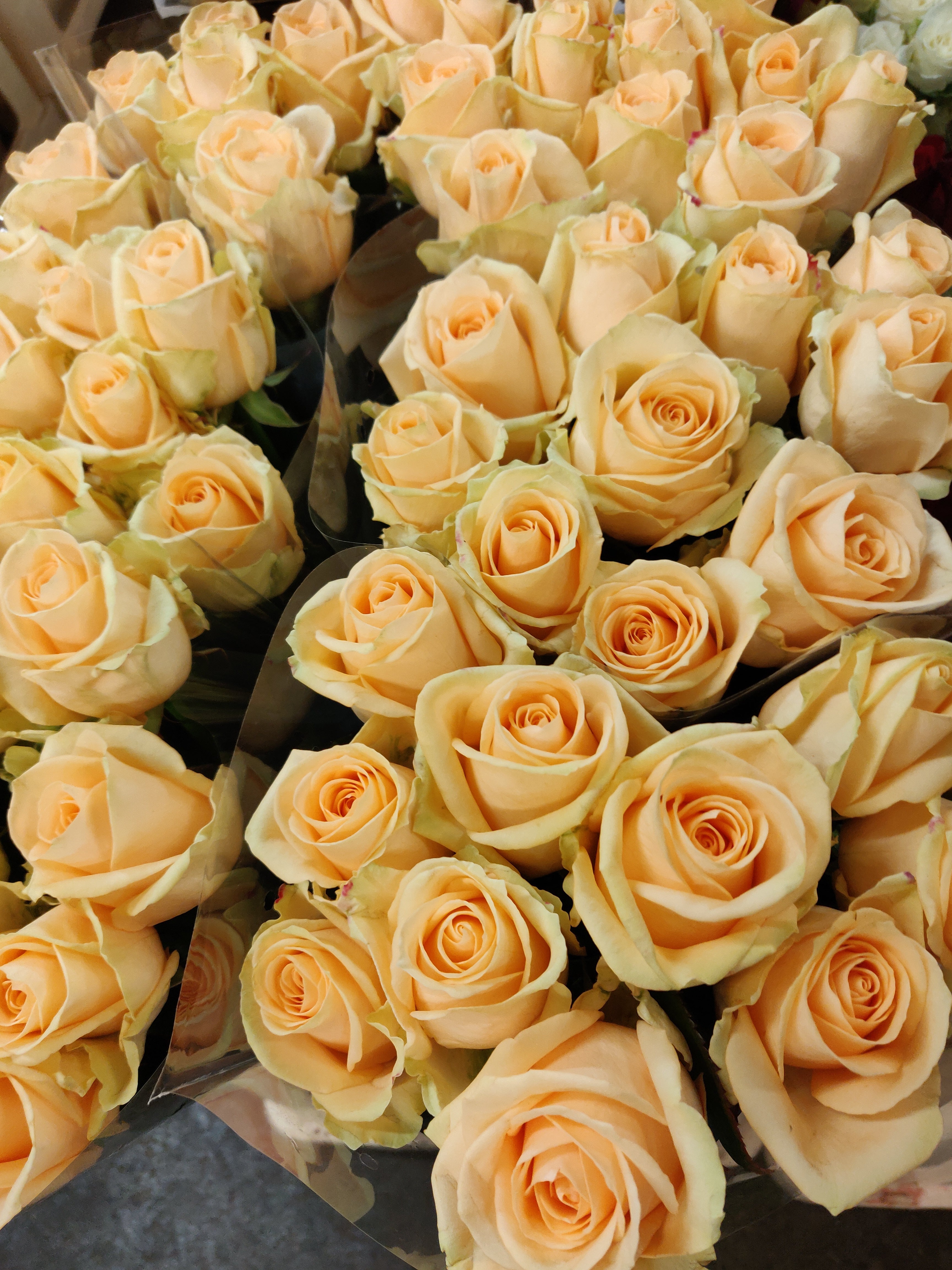 Avalanche roses online