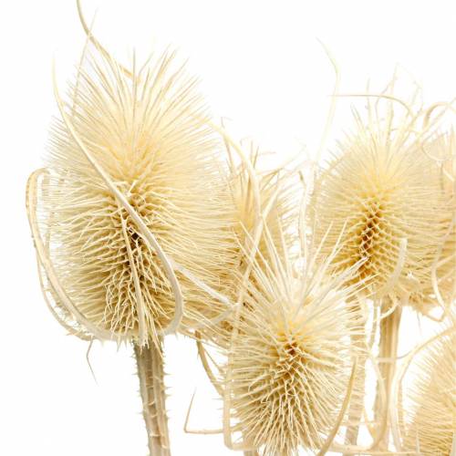 Preserved Bleached Thistle (10 Stems)