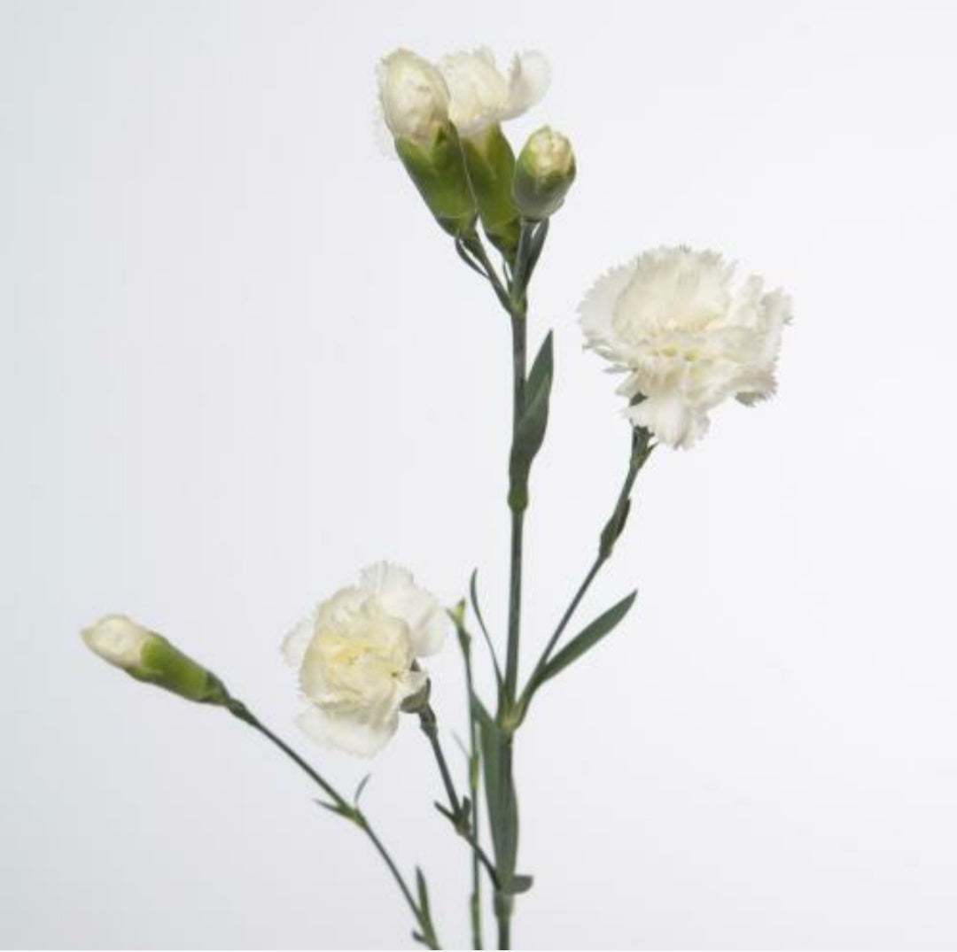 Spray Carnations (×5 Stems)