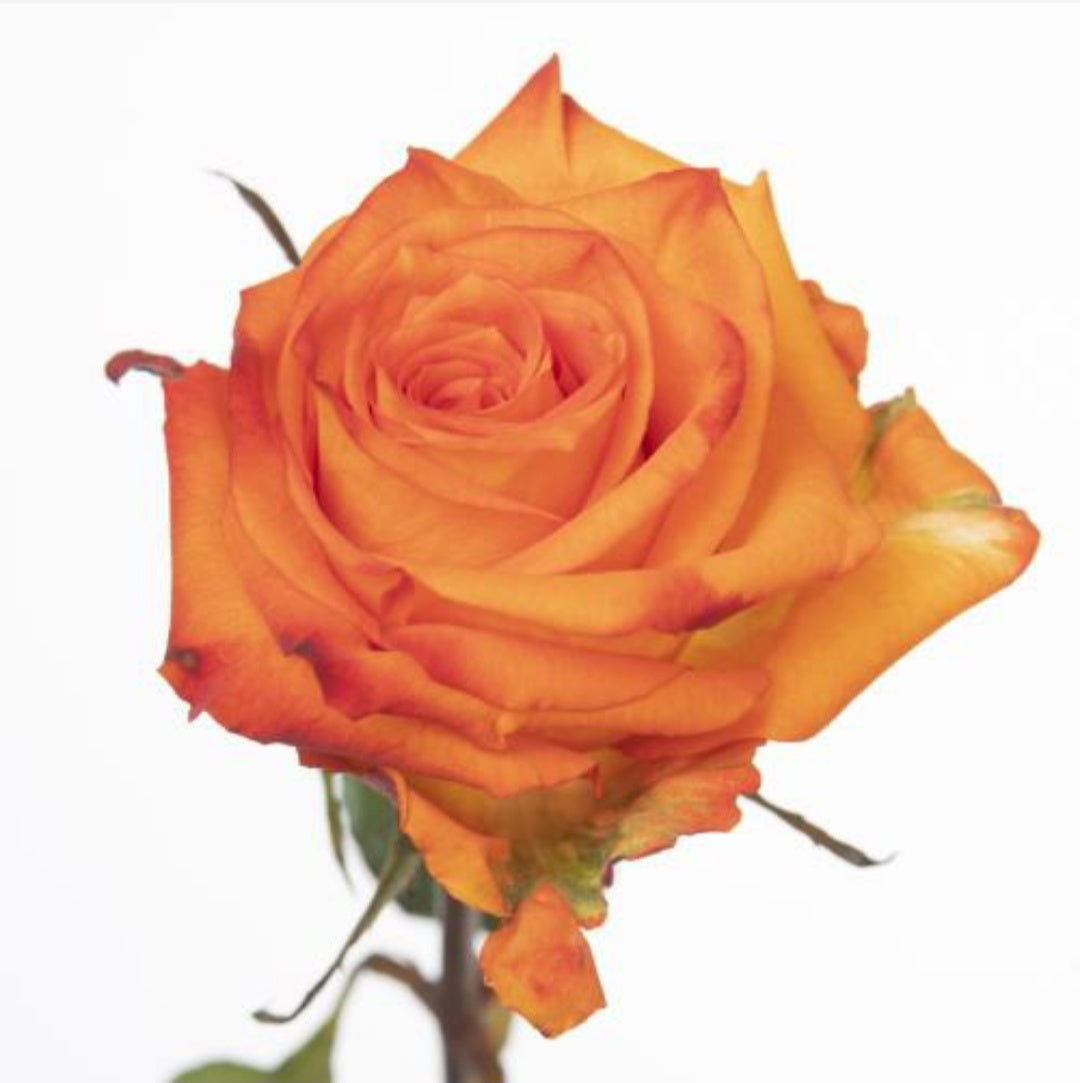 Rose Confidential (×10) 60cm – NS Flowers Webshop