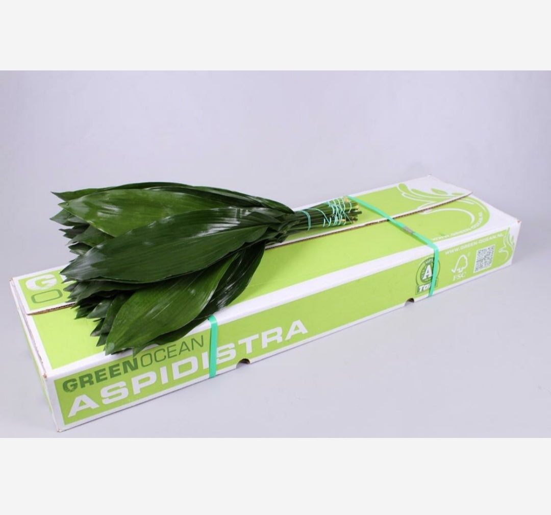 Aspidistra Leaf Bunch (×10 Stems) (60-80cm)