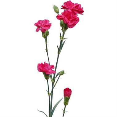 Spray Carnations (×5 Stems)